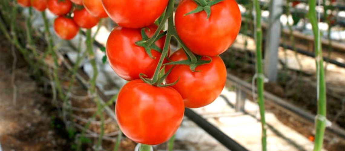 Potassium sulfate for tomatoes