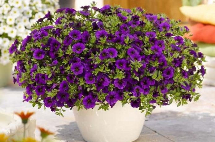 Authorized feeding of petunias: compositions, methods of application, recommendations