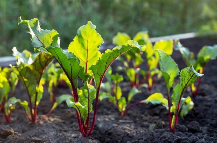Basic nutritional requirements of beets