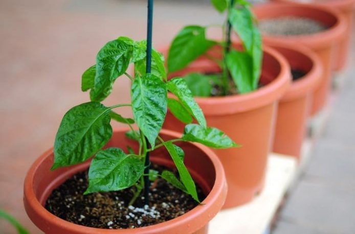 The best dressing of pepper seedlings: when and how to fertilize