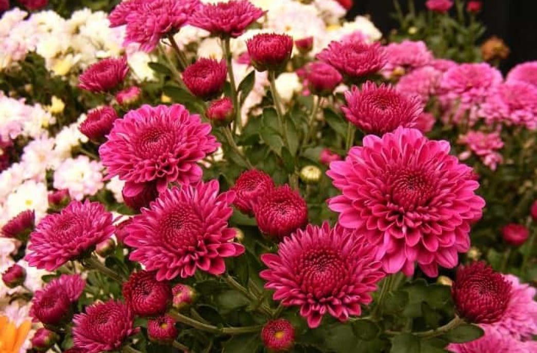 What and how can you feed chrysanthemums