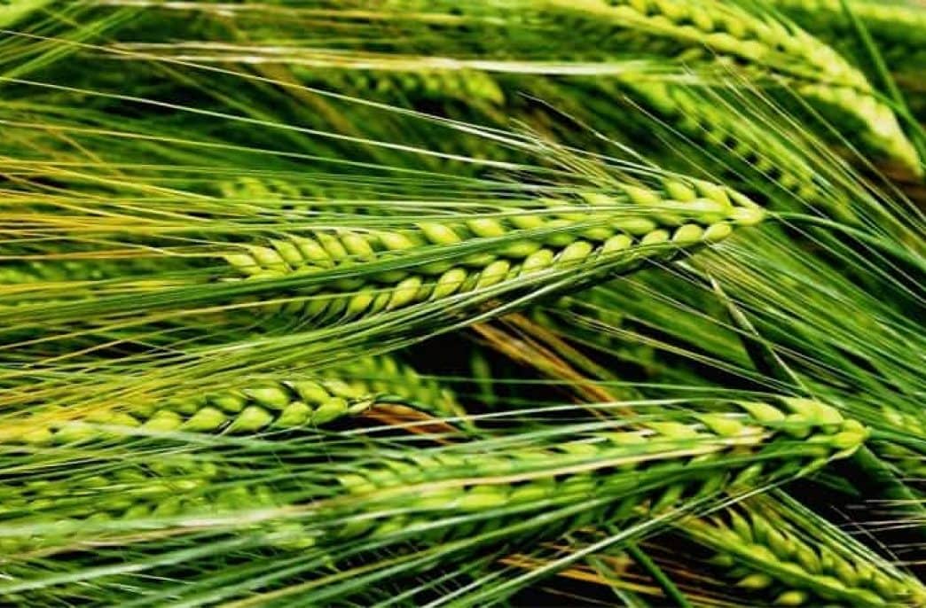 Correct fertilization of barley