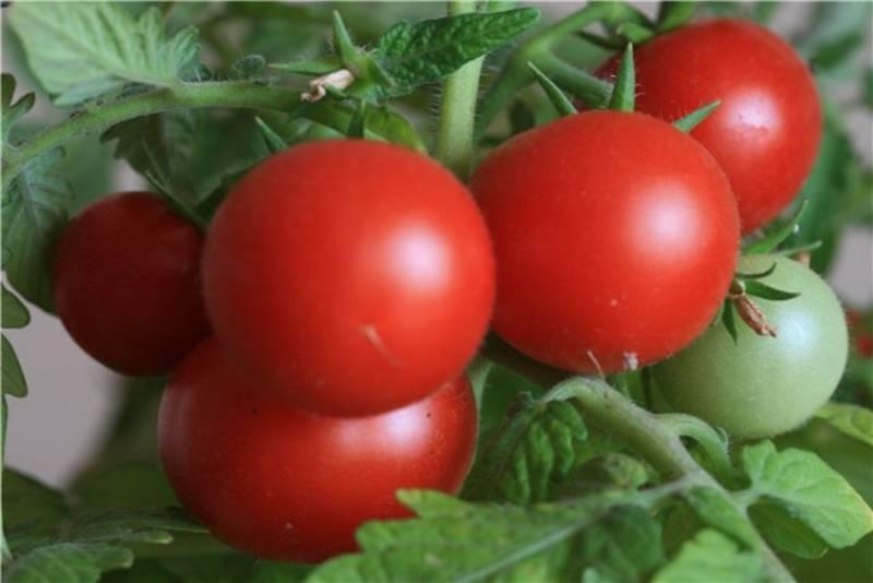 Pomidor uchun kaliy monofosfat o'g'itlari