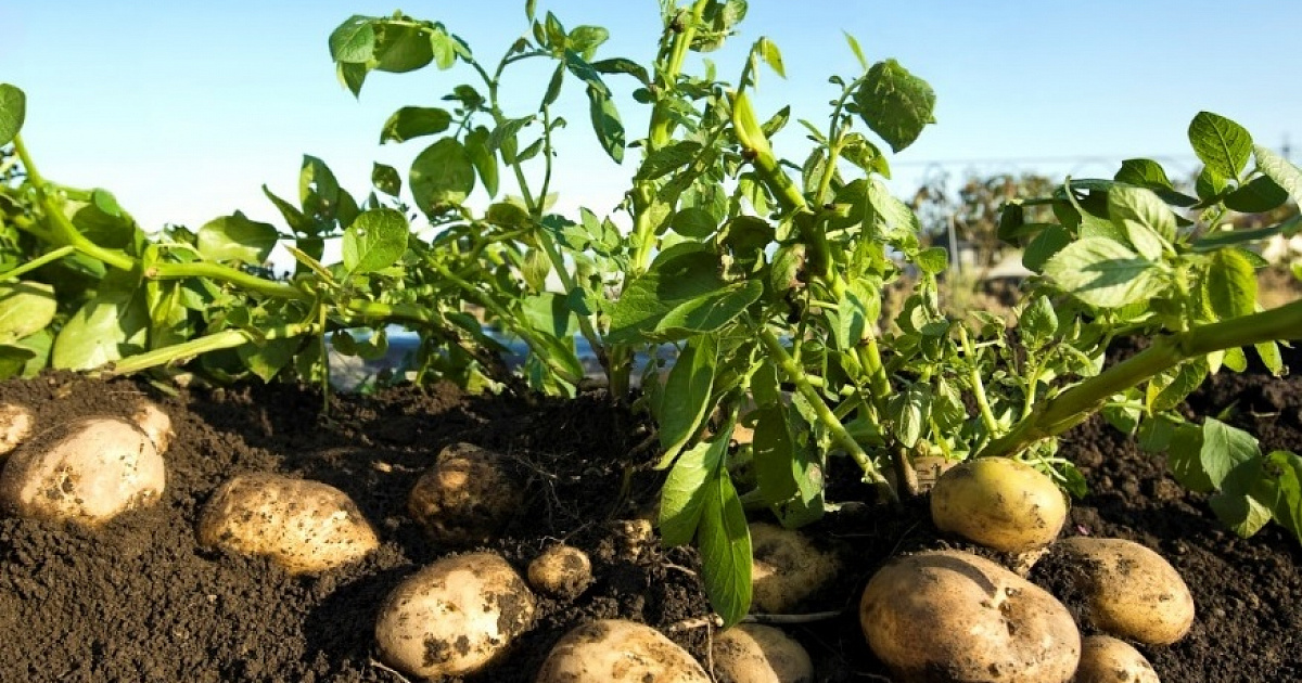 Комплексное удобрение для картофеля