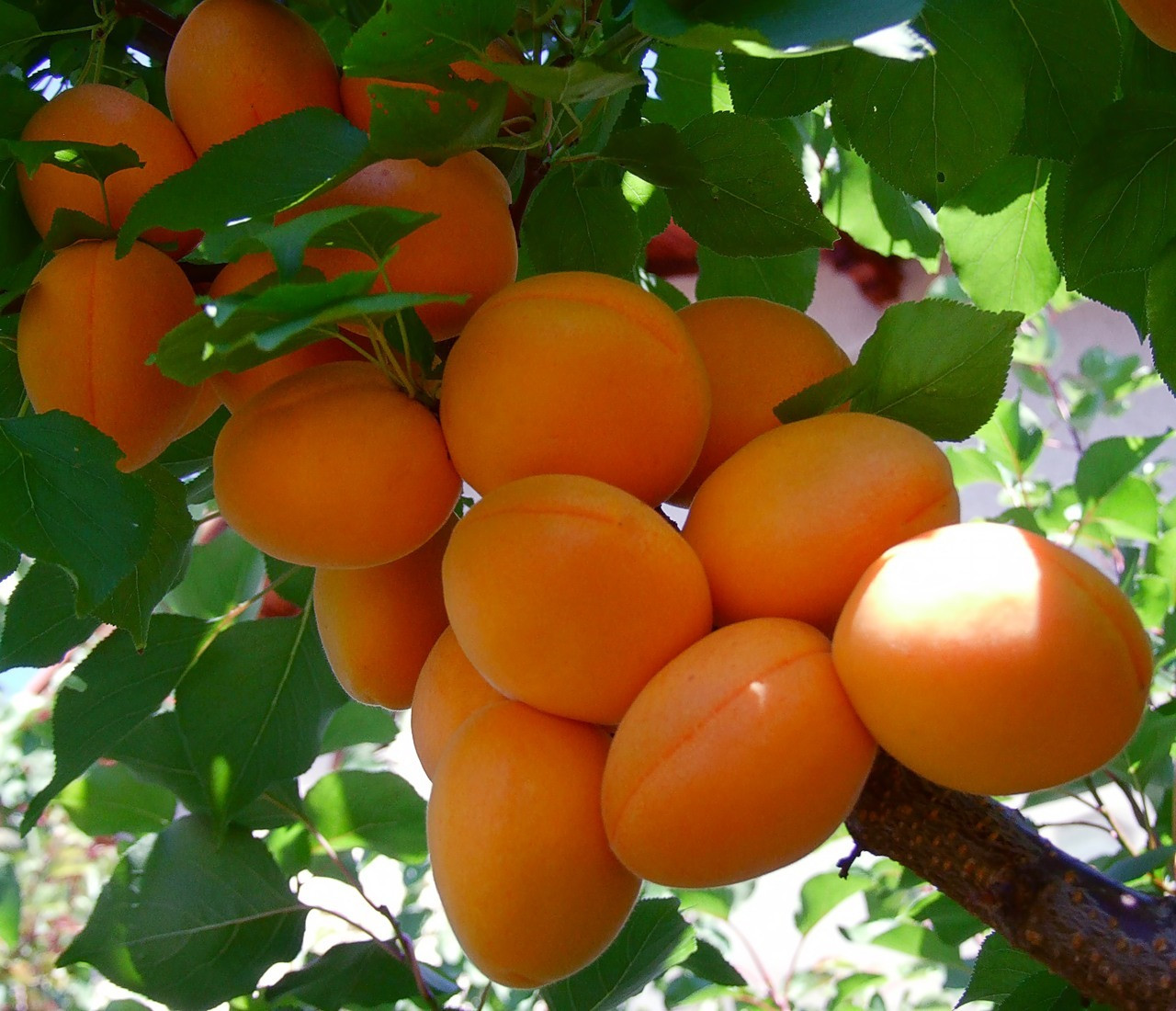 Удобрение абрикосов весной