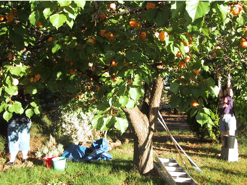 Осенняя подкормка абрикосов