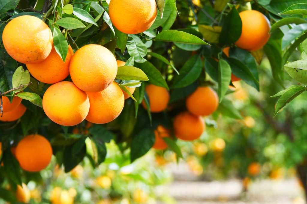 Удобрения для апельсинового дерева