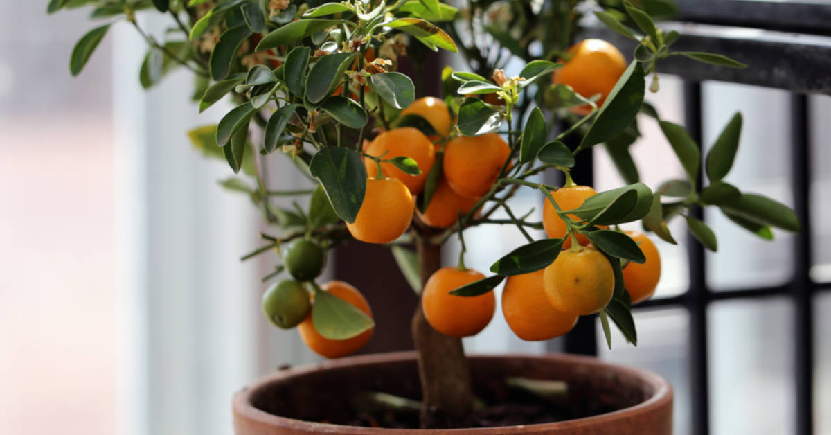 Выращивание комнатного апельсинового дерева