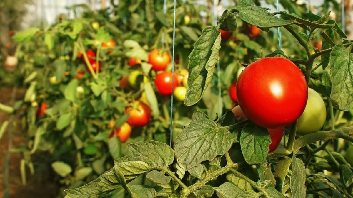 Минеральных удобрений для томатов  