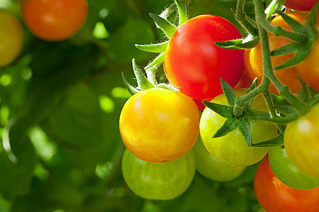 Pomidor uchun ogitlar